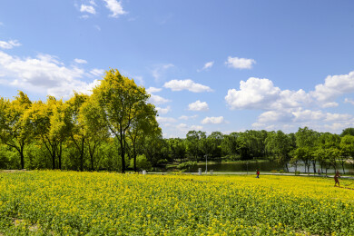 亚洲中国北京海淀中邬公园春天油菜花风景