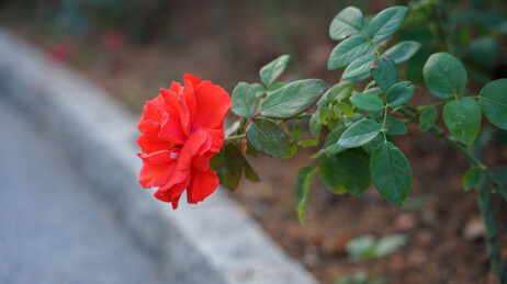 户外盛开的红色月季花特写