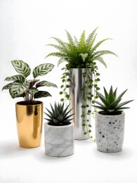 现代花盆植物展示