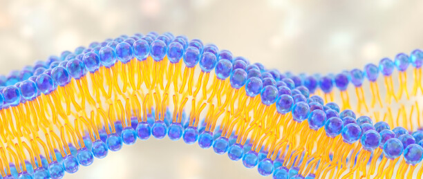 磷脂双分子层细胞膜结构示意图