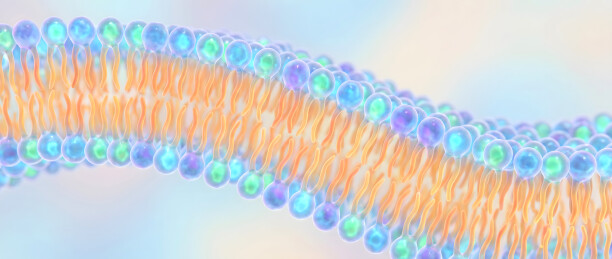 磷脂双分子层细胞膜结构示意图