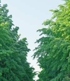 高耸的树组成的绿色林荫道