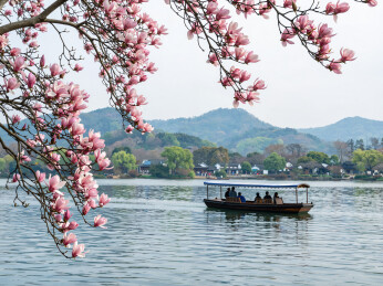 西湖春日玉兰花开游船