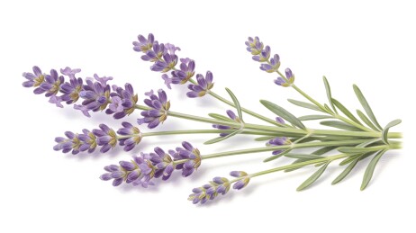 薰衣草花束