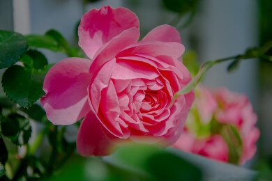 浪漫粉色月季花