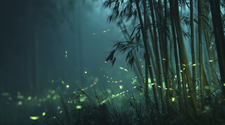 竹林中的点点荧光
