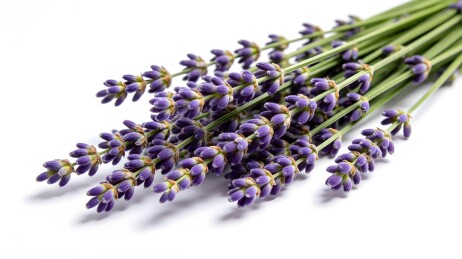 一束薰衣草花束
