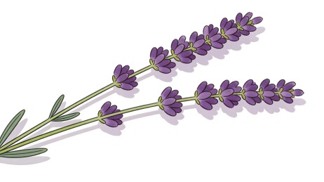 薰衣草植物插画