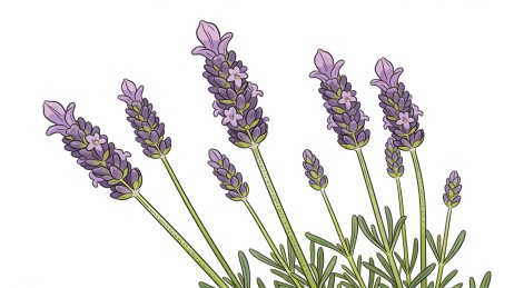薰衣草植物插画