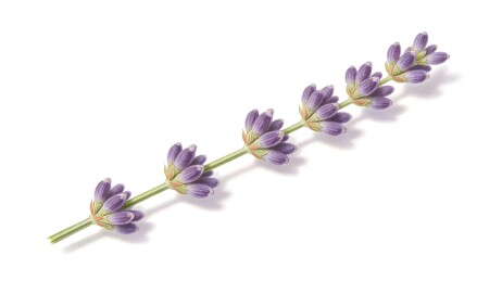 薰衣草花枝