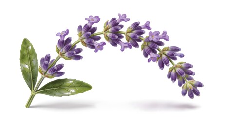 薰衣草花枝