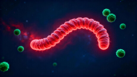 红色蠕虫与绿色微生物画面