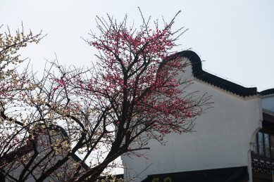 武汉沙湖公园园林建筑和景观