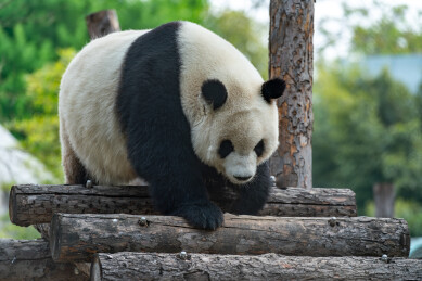 北京动物园夏日乘凉悠闲玩耍照