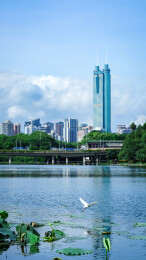  深圳洪湖公园城市天际线与湖景风光