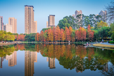秋日红杉湖畔城市倒影
