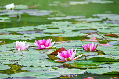 南京明孝陵景区燕雀湖的睡莲花