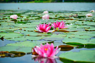 南京明孝陵景区燕雀湖的睡莲花