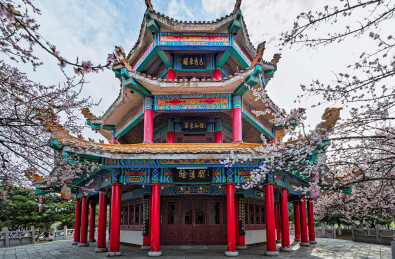 古建筑与杏花-中国长春松涛园春景