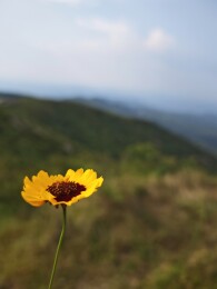 山间野花