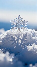 雪中晶莹雪花特写图片