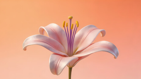 淡粉百合花盛开
