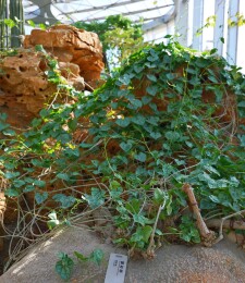 睡布袋 葫芦科