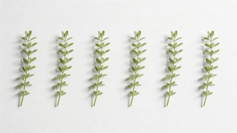 六株绿色植物茎叶排列