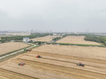 苏州乡村业夏收农忙农机抢收颗粒归仓