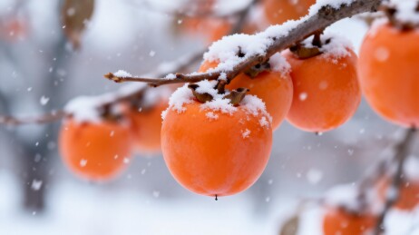 雪挂柿子冬日静景