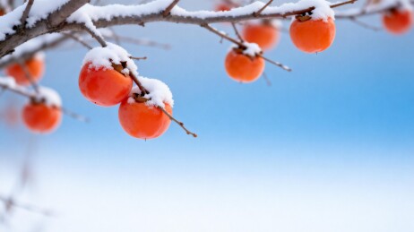 雪挂柿子冬日静景