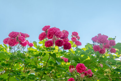 粉色月季花背景