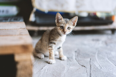 虎斑小猫坐水泥地
