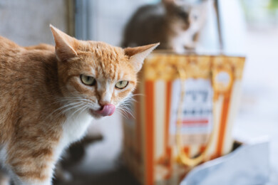 橘猫舔舌特写