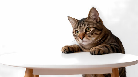 趴在白桌上的虎斑猫