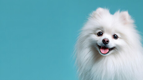 白色博美犬微笑特写