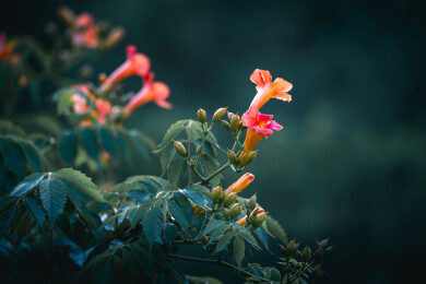 南通紫琅花谷光影里热烈绽放的凌霄花