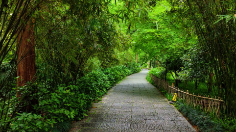 航拍杭州西湖茅家埠浴鹄湾山水田园夏季风光