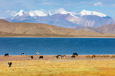 中国西藏羊卓雍错秋天的风景