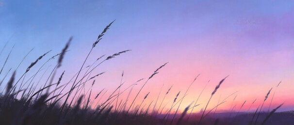 夕阳下的草丛剪影