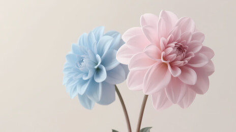 淡蓝与粉重瓣花温柔绽放