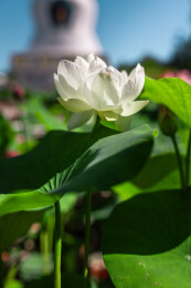 沈阳东塔永光寺荷花
