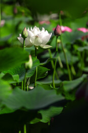 沈阳东塔永光寺荷花