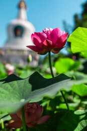 沈阳东塔永光寺荷花