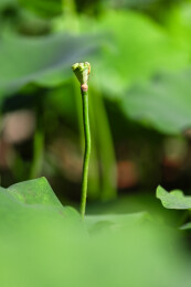 沈阳东塔永光寺荷花