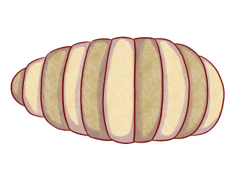 卡通手绘昆虫蛹虫子蝉蛹插画免扣元素素材其
