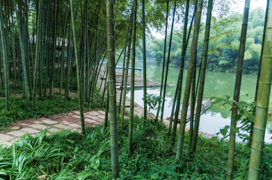 蜀南竹海