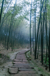 蜀南竹海