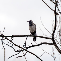 小嘴乌鸦（学名 Corvus corni