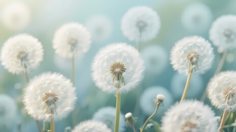 梦幻蓝绿背景下的洁白蒲公英